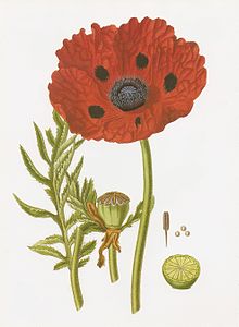 Papaver bracteatum RHS.jpeg