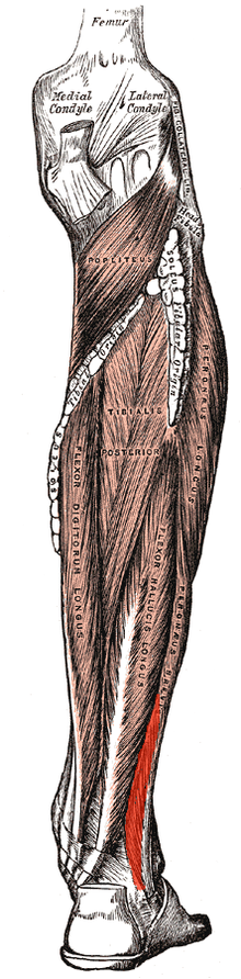 Peroneusbrevis.png