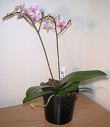 Phalaenopsis equestris in pot.JPG