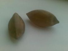 Pilinut1.JPG