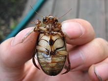 Plavunetz bottom.JPG