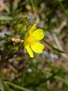 Potentilla multifida2.JPG