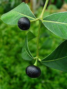 Rauvolfia serpentina 003.JPG