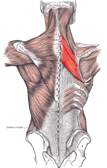 Rhomboidei.PNG