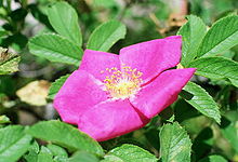 Rosa majalis.jpg