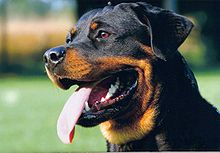 Rottweiler kopf 2.jpg