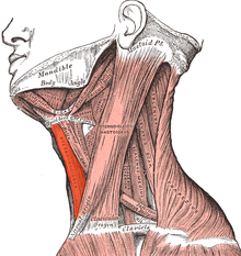 Sternohyoideus.png
