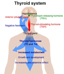 Thyroid system.png