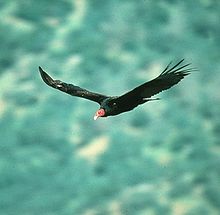 TurkeyVultureInFlight.JPG