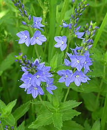 Veronica teucrium.JPG