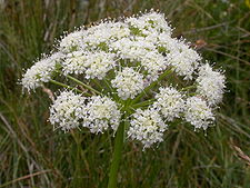 Laserpitium halleri.JPG