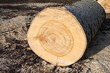 Populus alba cross section Marki.JPG