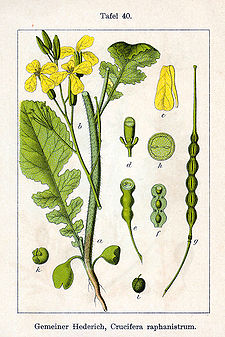 Raphanus raphanistrum Sturm40.jpg