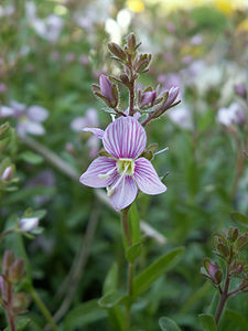 VeronicaFruticulosa3.JPG