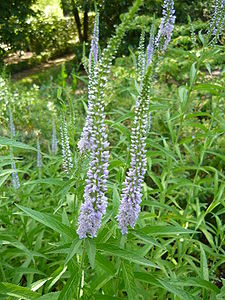 Veronica longifolia 2.JPG