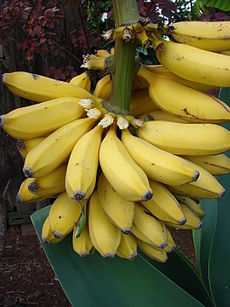 Starr 061110-1535 Musa sp..jpg