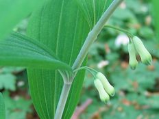 Polygonatum multiflorum bluete.jpeg