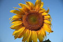 A bee and Sunflover.JPG
