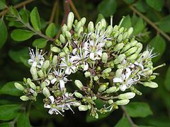 Curry Tree flower.JPG