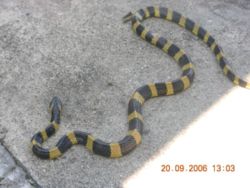 AB 054 Banded Krait.JPG