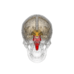 Brainstem.gif