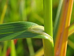 Carex ovalis blattscheide.jpeg