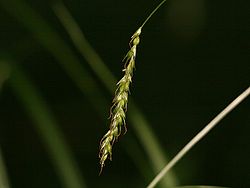 Carex strigosa.jpeg