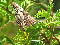 Compton Tortoiseshell-underside.jpg