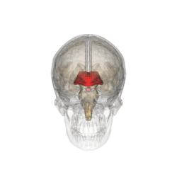 Diencephalon.gif