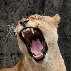 Female Lion.JPG