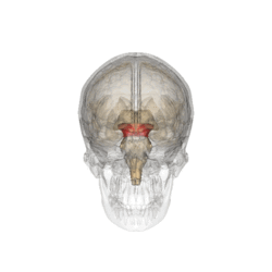 Midbrain.gif