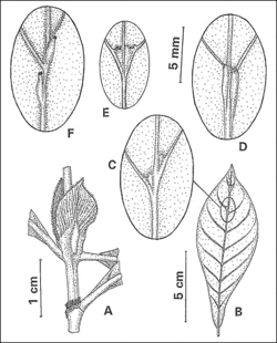 Mjournal fig6.gif