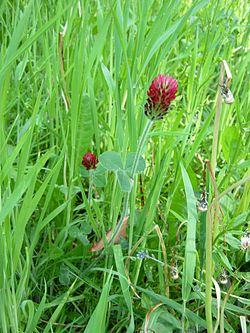 Red Clover.JPG