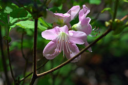 Rhododendron schlippenbachii.jpg