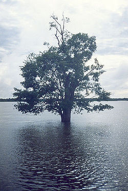 Rio araguaia.jpg