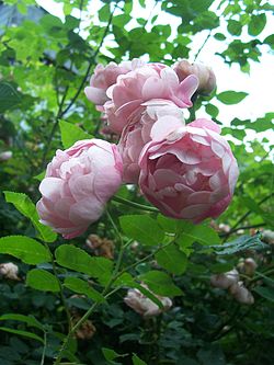 Rosa Raubritter.jpg