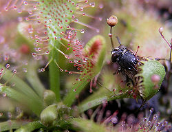 Sundew fly.jpg