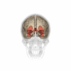 Telencephalon1.gif