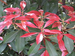 Pieris Mountain Fire.JPG