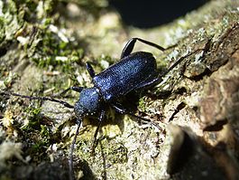 276CallViol2.JPG