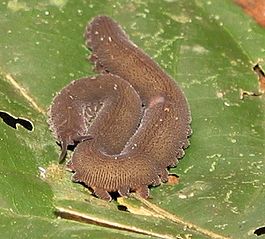 Peripatus sp.