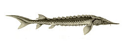 Acipenser dabryanus.jpg