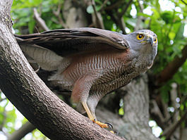 African Goshawk RWD.jpg