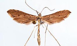 Agdistis linnaei.JPG