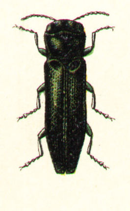 Agrilus angustulus.jpg