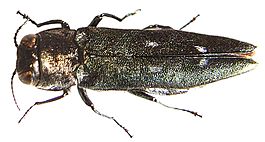 Agrilus ater bl.JPG