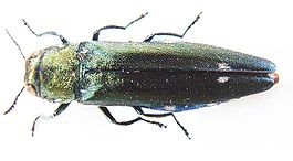 Agrilus biguttatus bl.JPG