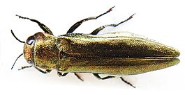 Agrilus viridis bl.JPG