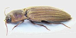 Agriotes lineatus side.JPG