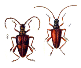 Akimerus schaefferi 2.png